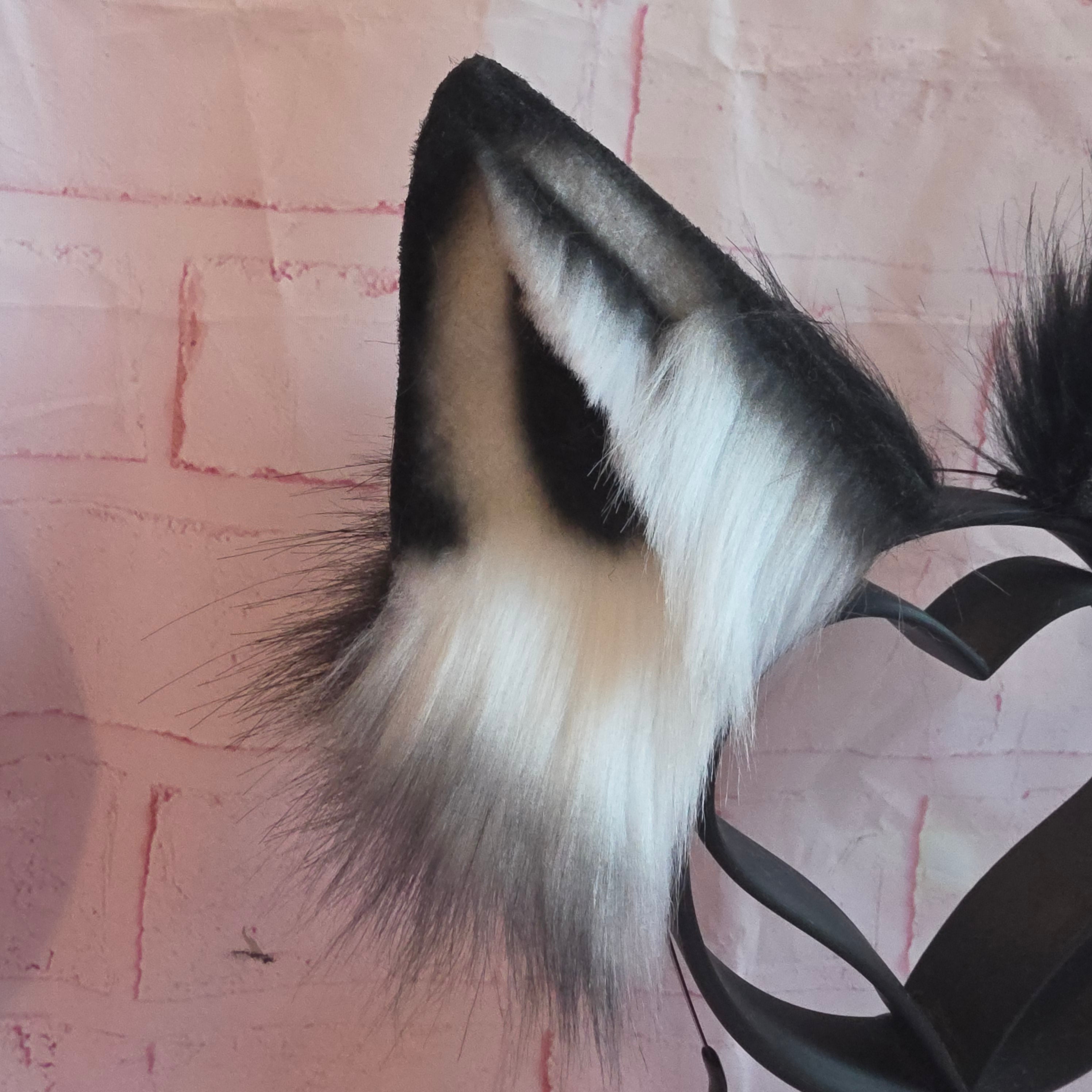 BORDER COLLIE Puppy Ears