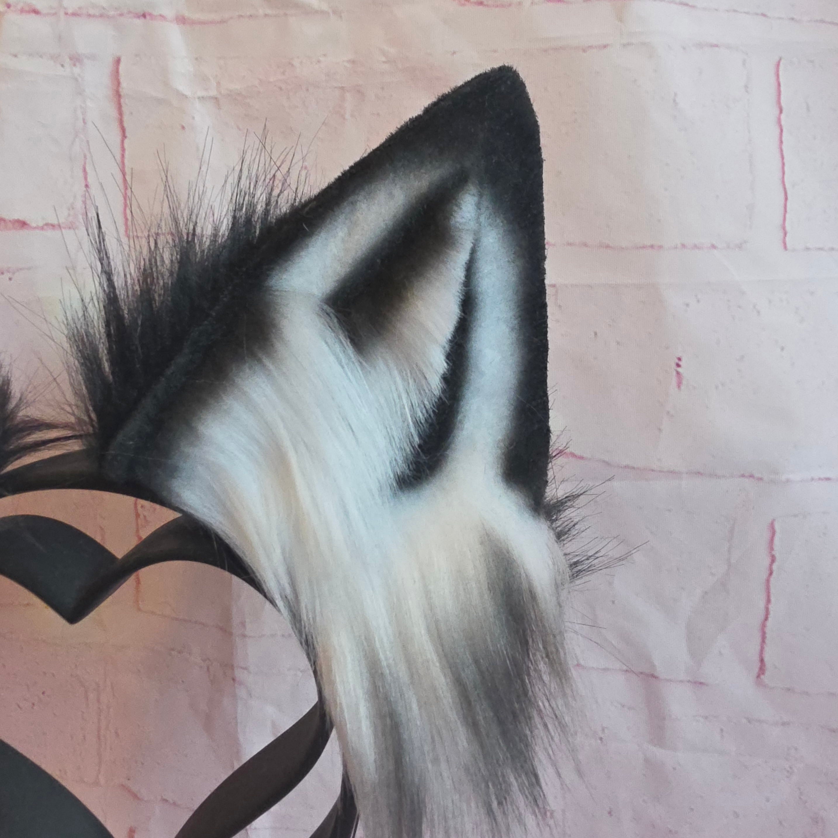 BORDER COLLIE Puppy Ears