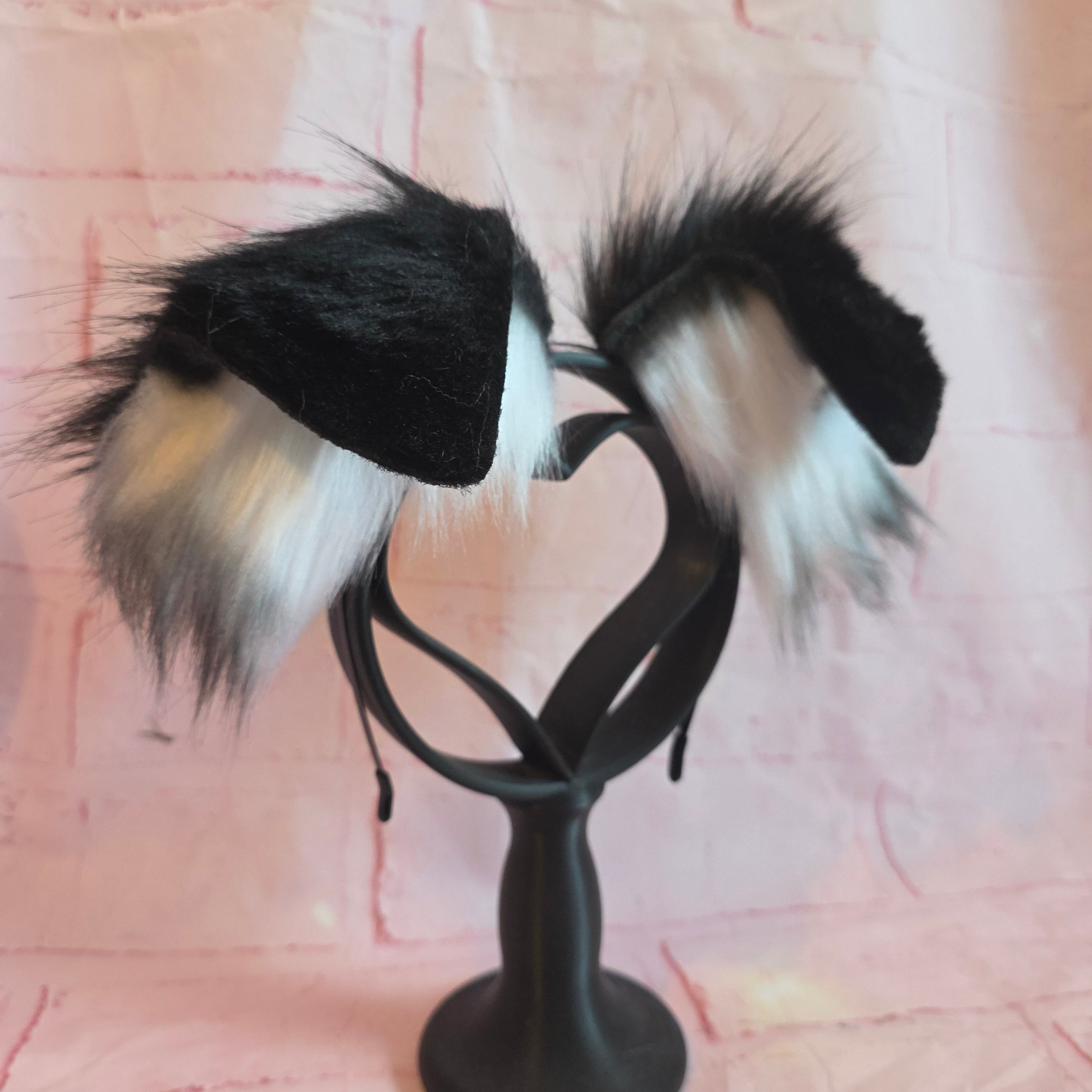 BORDER COLLIE Puppy Ears