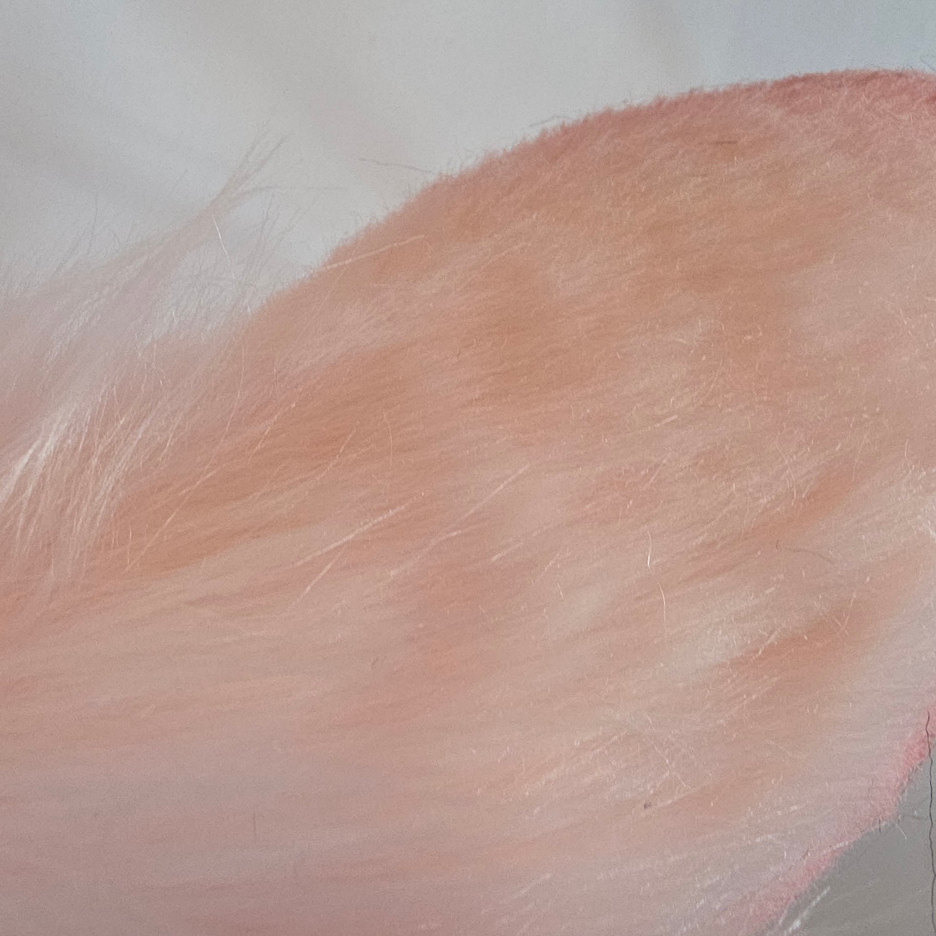 Pink Bunny Ears, Armeria Maritima