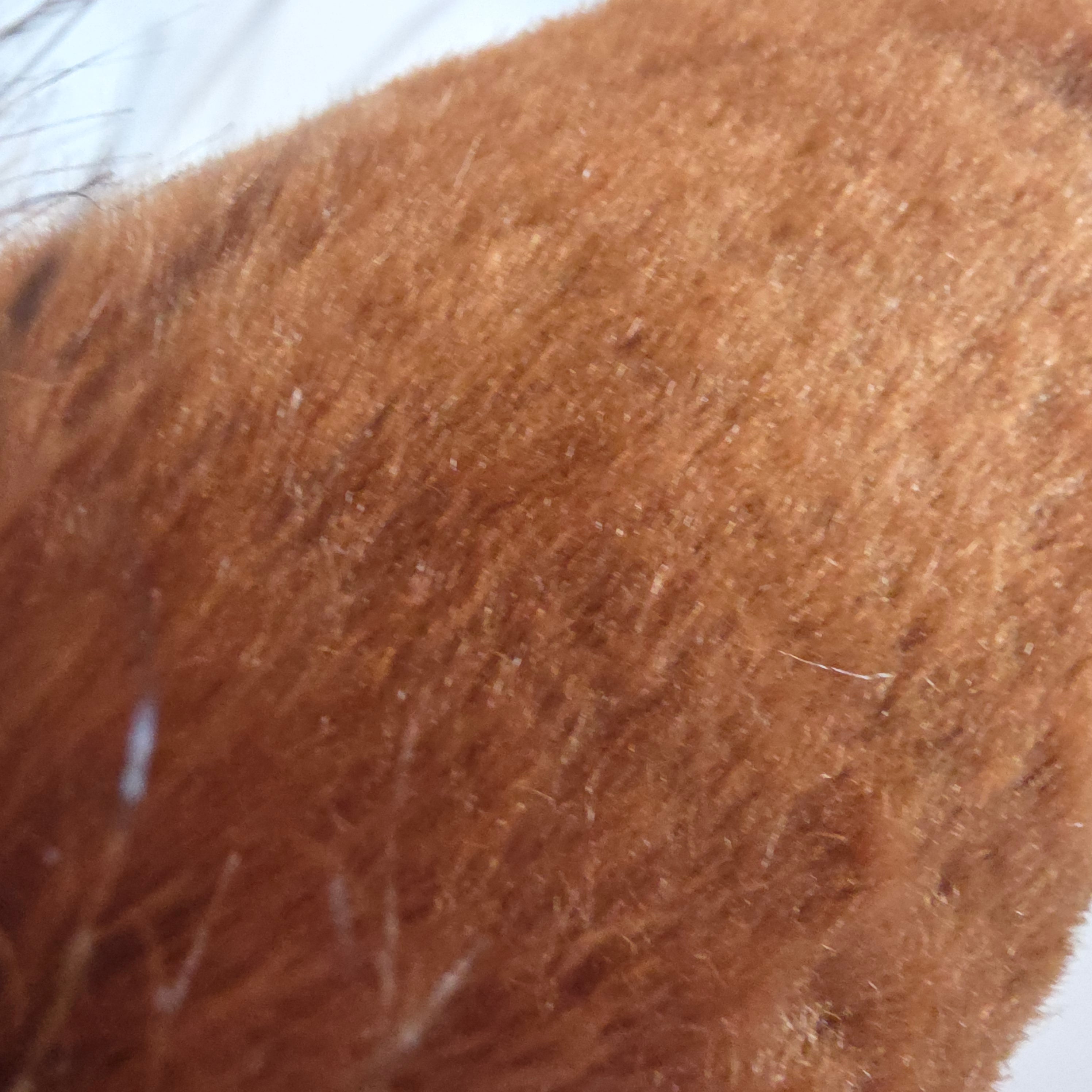 Ginger Bunny Ears, T-fhoghar