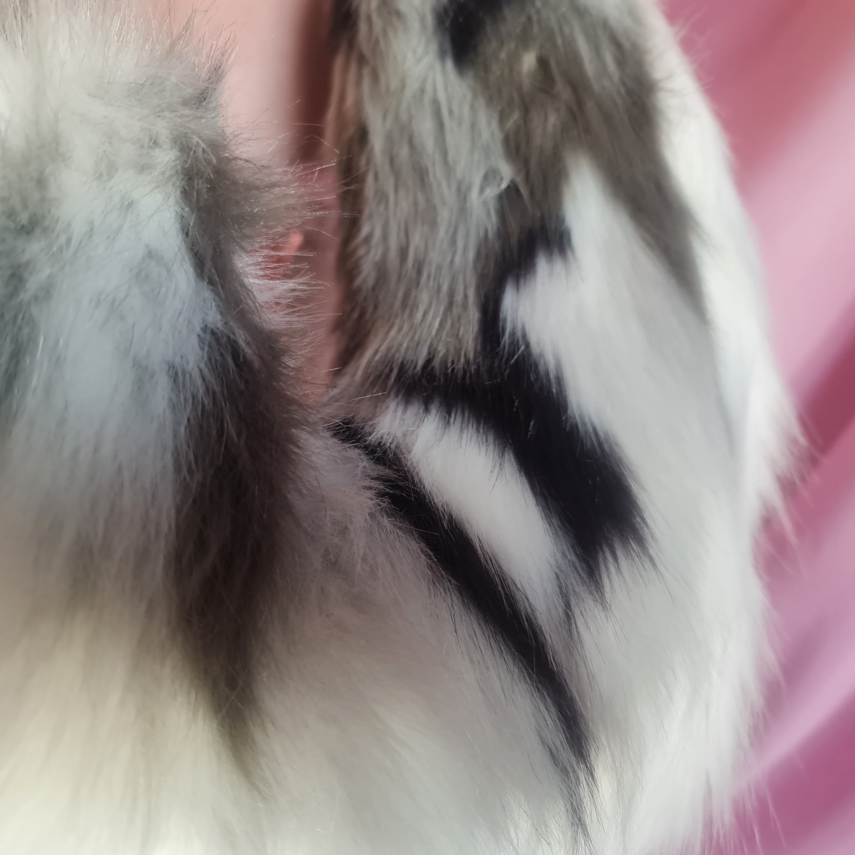 grey and white luxury faux fur puppy tail and ears