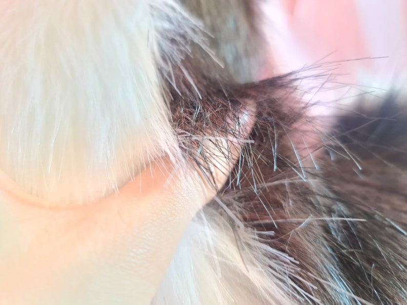 BROWN SHIBA PUPPY tail