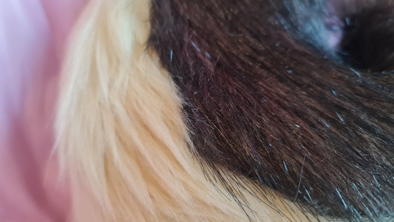CARAMEL PUPPY tail and ears set