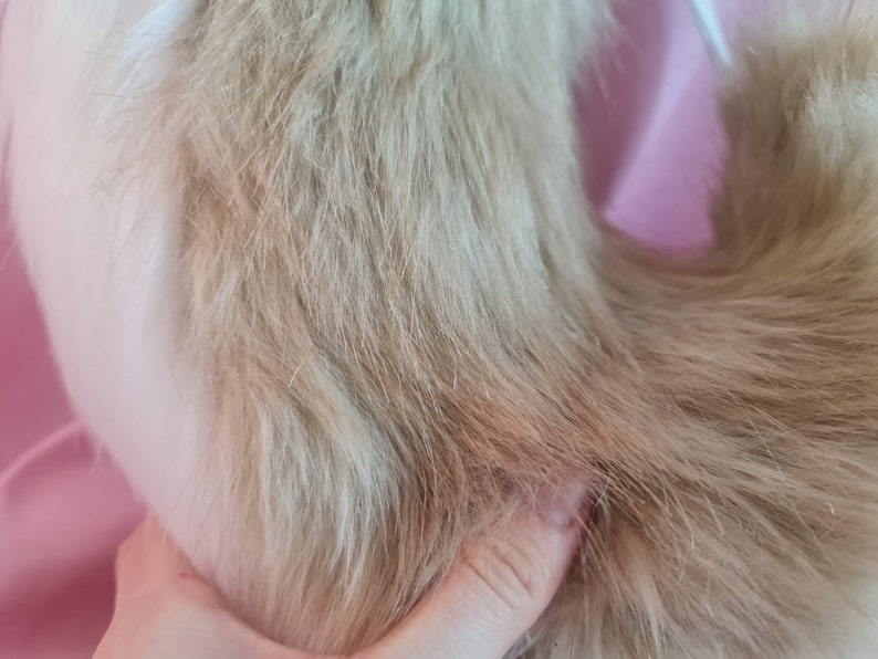 Shiba Inu Puppy Ears and Tail