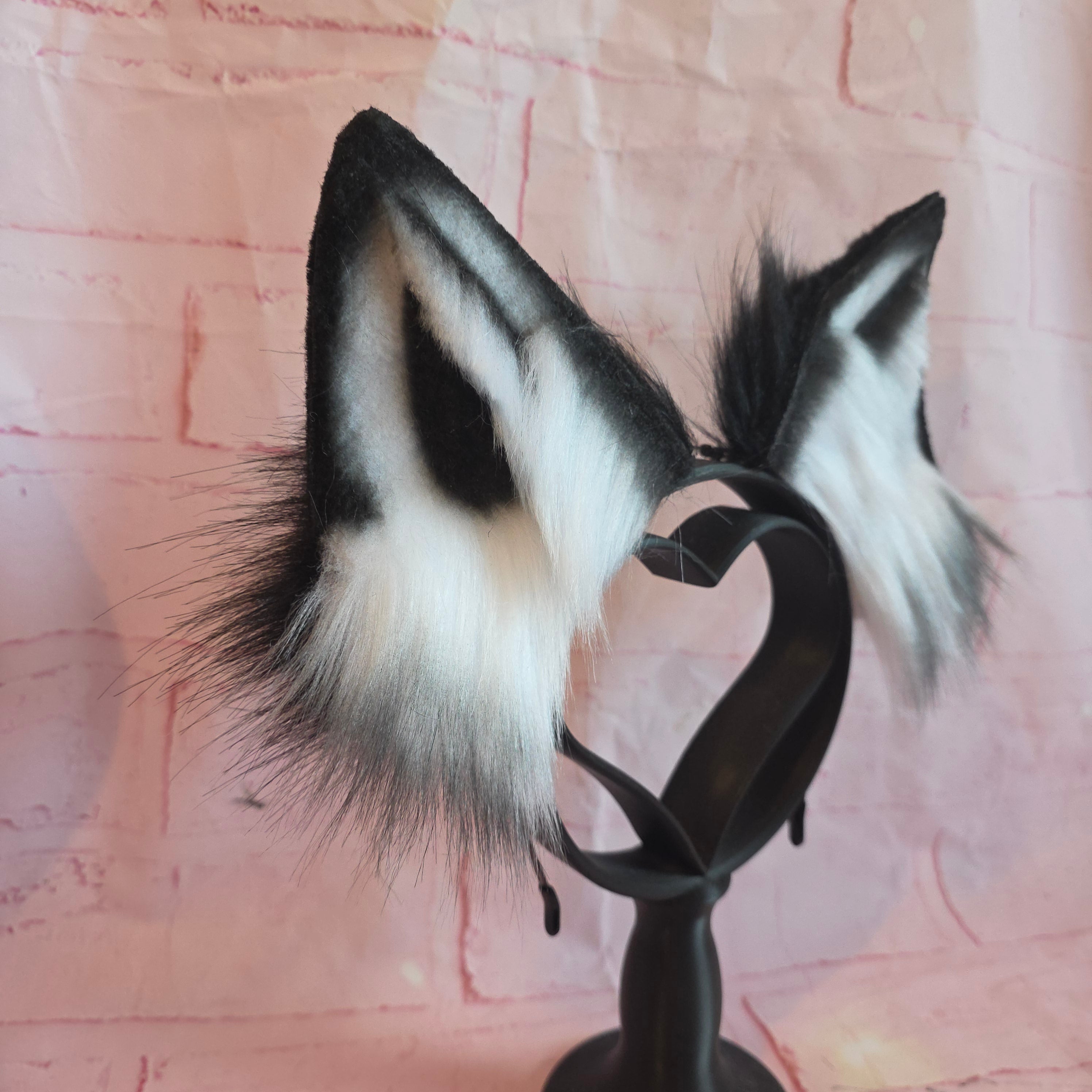 BORDER COLLIE Puppy Ears