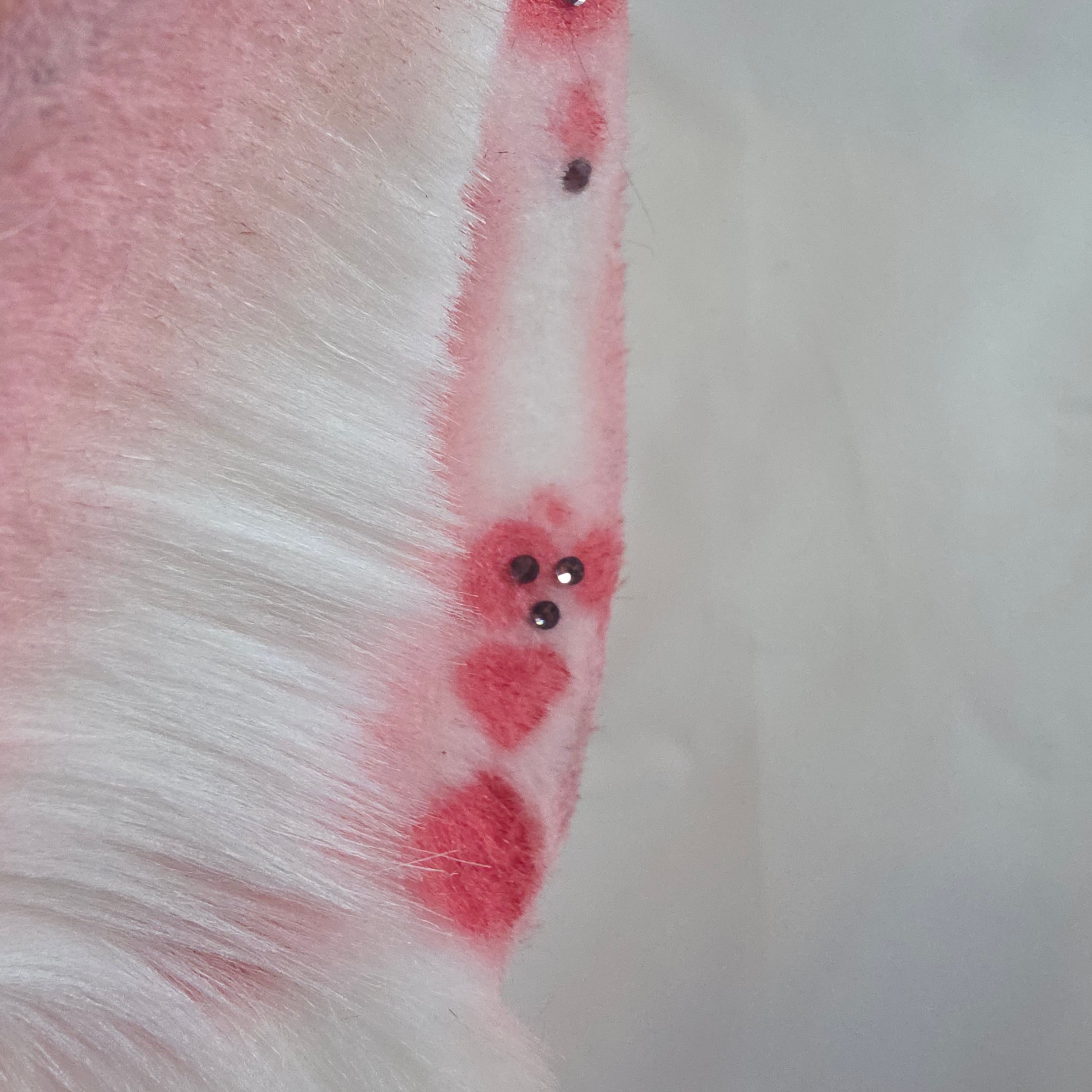 Pink Bunny Ears, Armeria Maritima