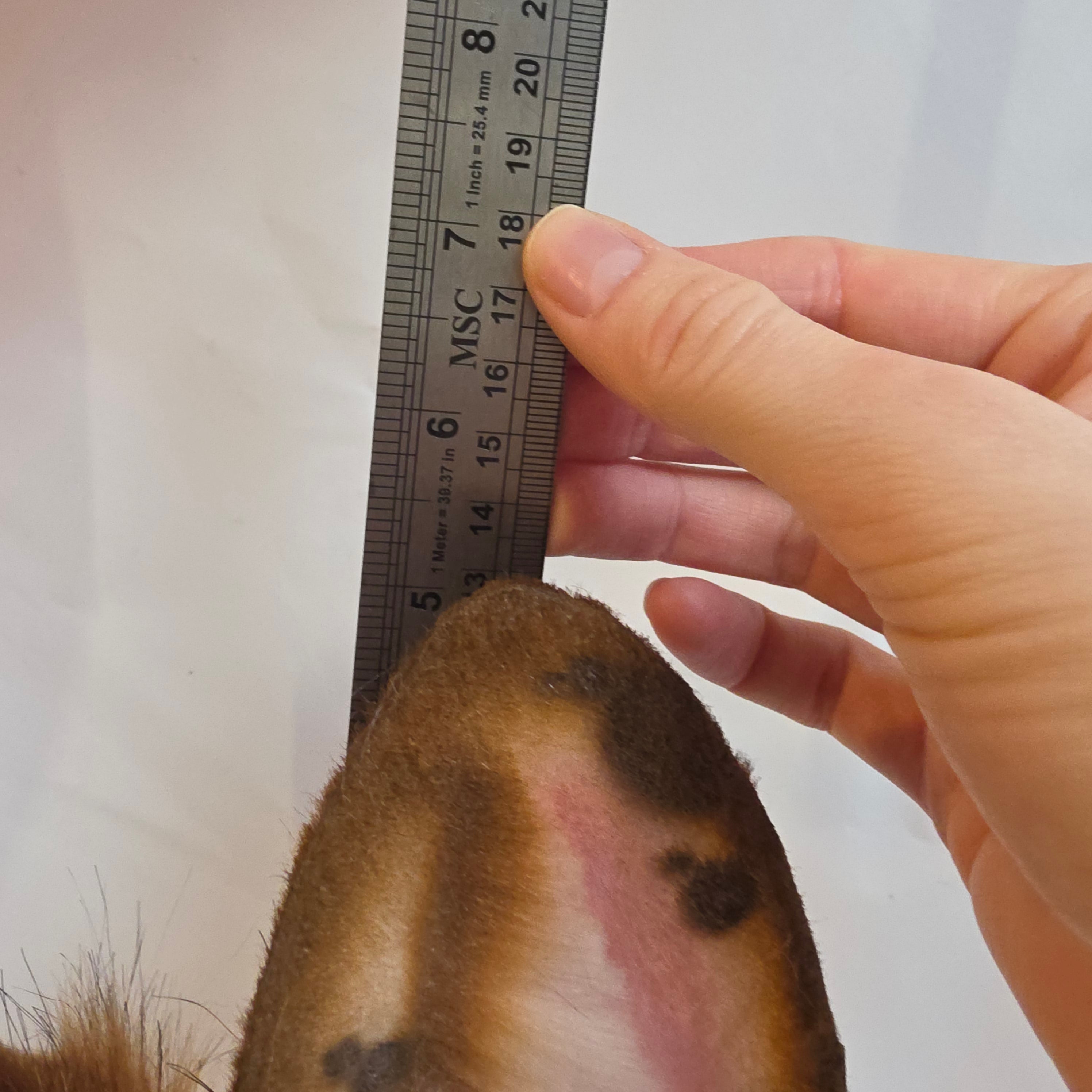 Ginger Bunny Ears, T-fhoghar