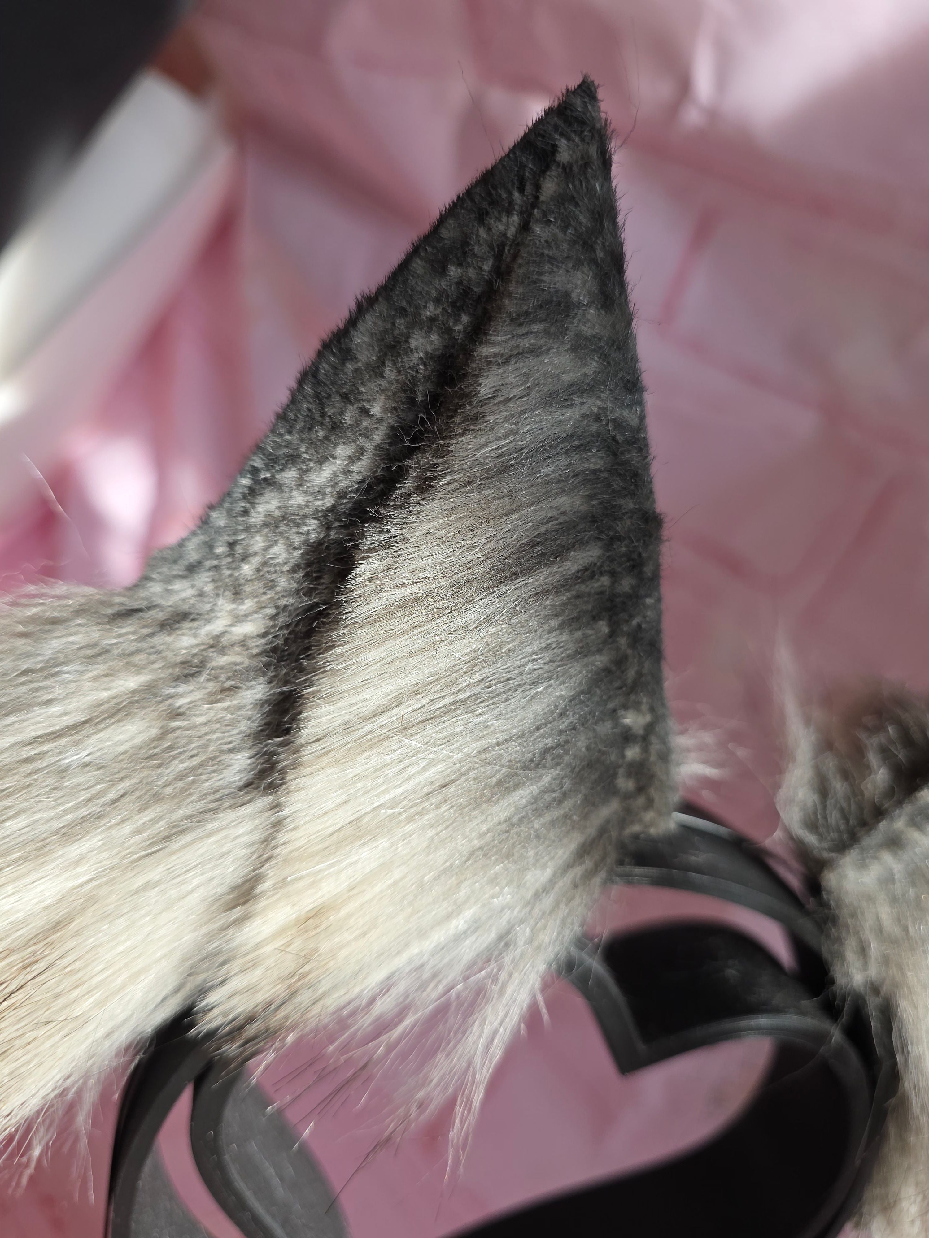 Carpathian Shepherd Puppy Set